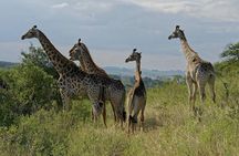 Durban Shore Excursion: Private Small Group Tala Game Reserve