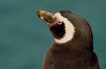 Full-Day Tour to Punta Tombo Penguin Colony 