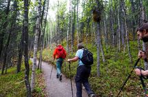 3 Hour Naturalist Walking Tour in Denali National Park