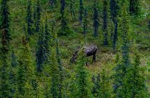 3 Hour Naturalist Walking Tour in Denali National Park