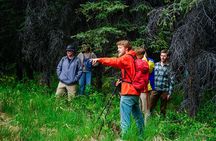 3 Hour Naturalist Walking Tour in Denali National Park