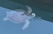 Dolphin, Manatee and SeaTurtle SUP Adventure Tour of St Augustine