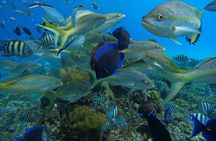 Short Excursion 4-Hour Party Catamaran and Snorkeling