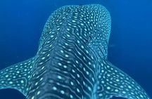 Dolphins,Turtles Watching 