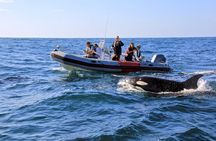 Whale and Dolphin Watching in San Diego 