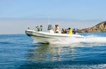 Whale and Dolphin Watching in San Diego 