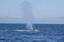 Whale and Dolphin Watching in San Diego