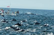 Dolphins,Turtles Watching 