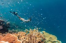 Outer Reef Snorkel Adventure in Airlie Beach