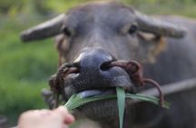 Local Farming Experience in Chiang Mai, Thailand