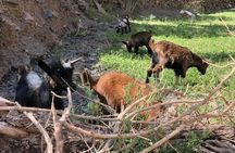 Marrakech: 2-Day Atlas Mountains Trek with Village Stay