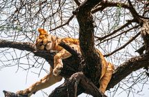 2 Days One Night Private Tour in Tarangire National Park 