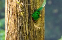 Quetzal Quest Birdwatching Adventure at Rey Tepepul Lookout