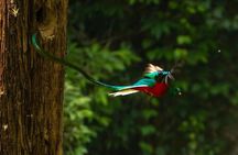 Quetzal Quest Birdwatching Adventure at Rey Tepepul Lookout
