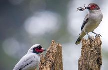 Quetzal Quest Birdwatching Adventure at Rey Tepepul Lookout