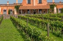 Vineyard, tour, tasting and fun in San Miguel de Allende 