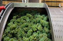 Vineyard, tour, tasting and fun in San Miguel de Allende