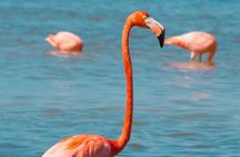 Full Day Tour to Coloradas & Rio Lagartos