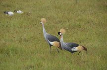 5 Days Arusha to Tarangire, Ngorongoro and Serengeti Safari