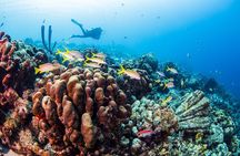From Phi Phi: Half Day Trip for Certified Divers (2 Dives)