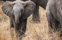3 Days Private Budget Safari to Tarangire and Ngorongoro Crater