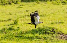 3-Days Masai Mara Magical Safari in Kenya