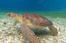 Columbia, Palancar & Cielo Cozumel Snorkel Tour