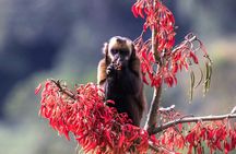 4 Day Tour to the Manu National Park