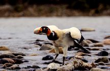 4 Day Tour to the Manu National Park