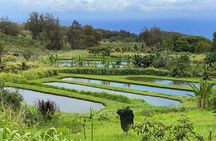  Waipi’o on Horseback: Mountain Ocean Views Working Cattle Ranch