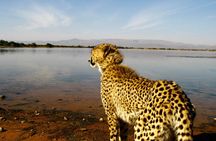 2 Day Inverdoorn Luxury Safari