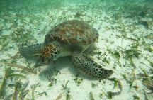 Costa maya ,snorkeling tours on reefs, with fish and sea turtles