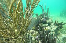 Costa maya ,snorkeling tours on reefs, with fish and sea turtles