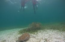 Costa maya ,snorkeling tours on reefs, with fish and sea turtles