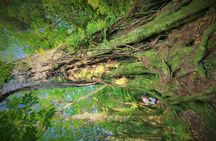 1-Day Cruise in Queen Charlotte Track & Kupes Trail Walk