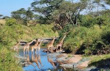 Elephant Safari Tanzania 4 Days **Sustainable Approach to Travel