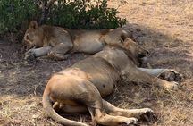 3 Days Mikumi National Park Private Tour