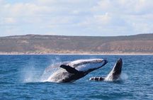 Kalbarri Whale Watching Tour 