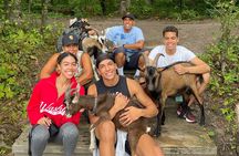 Goat Hiking, Beaver Dam Visit and picnic in Quebec forest 
