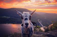 Goat Hiking, Beaver Dam Visit and picnic in Quebec forest 