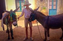Durrells story half day
