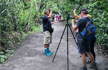Bogarin Trail Sloth Guided Tour