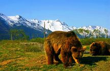 Glacier View & Wildlife Adventure Tour