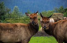 Glacier View & Wildlife Adventure Tour