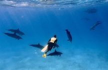 Sha'ab Samadai Reef - Dolphin House Snorkeling Tour at Marsa Alam