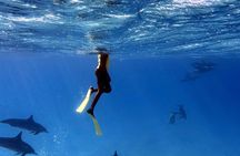 Sha'ab Samadai Reef - Dolphin House Snorkeling Tour at Marsa Alam