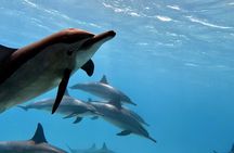 Sha'ab Samadai Reef - Dolphin House Snorkeling Tour at Marsa Alam