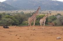 Full day Pilanesberg Safari Tour