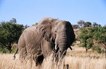 Full day Pilanesberg Safari Tour