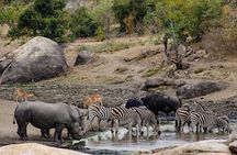 Full day Pilanesberg Safari Tour